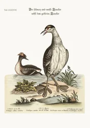 The Black and White Dobchick and the Eared Dobchick